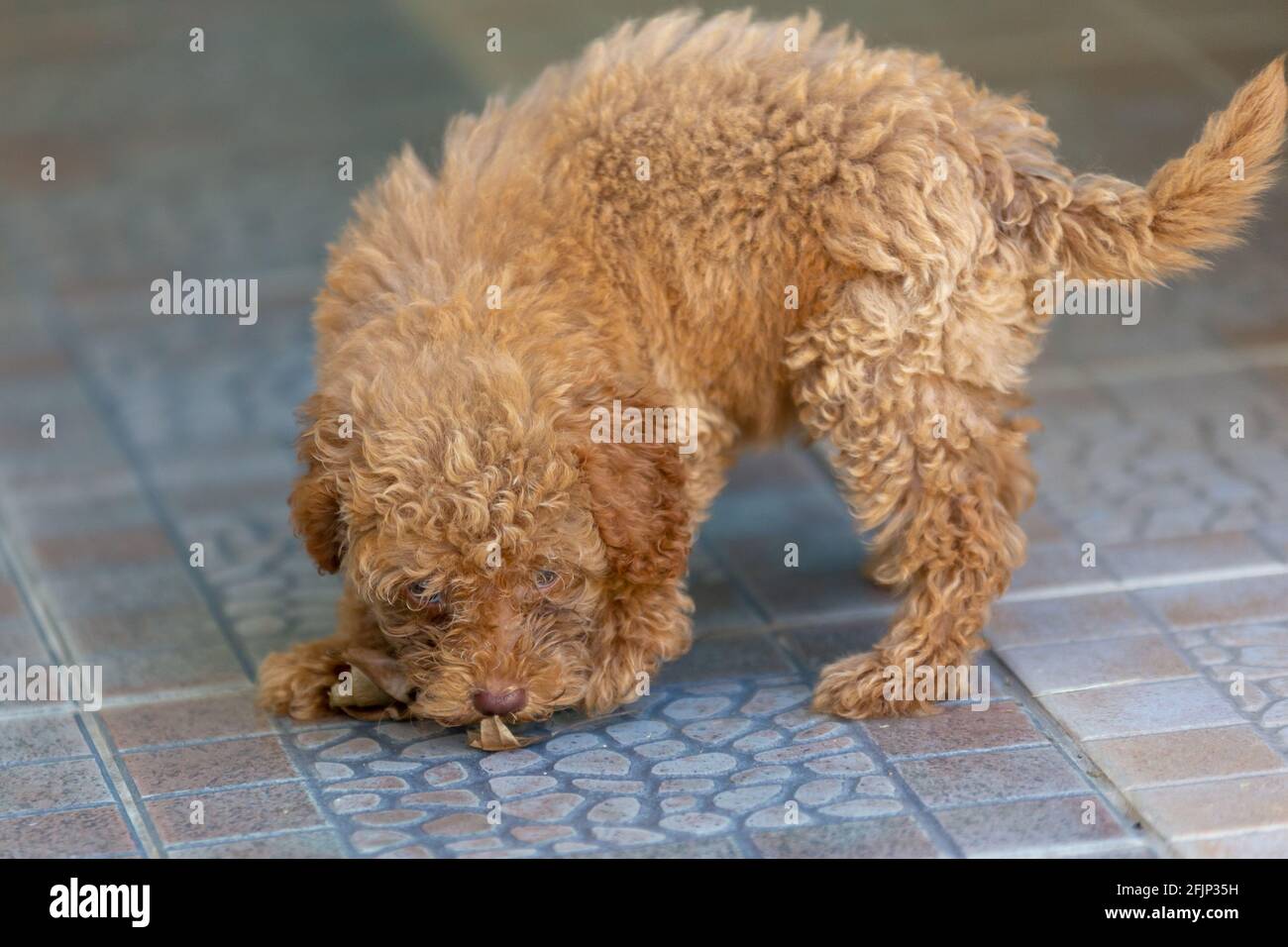 cute puppy sit on floor Stock Photo - Alamy