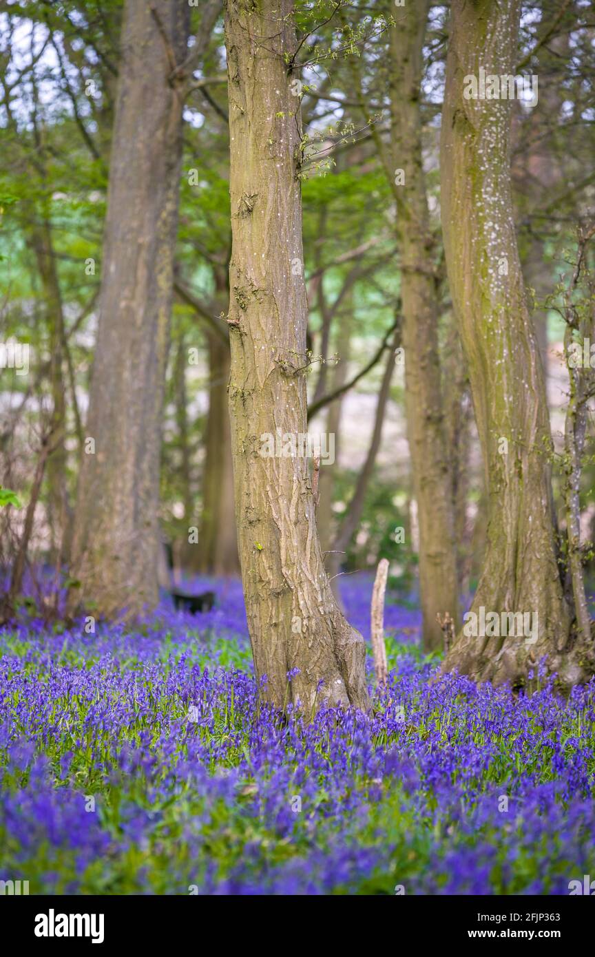 Classic carpet of English Bluebells on the trail in Hertfordshire woods Stock Photo
