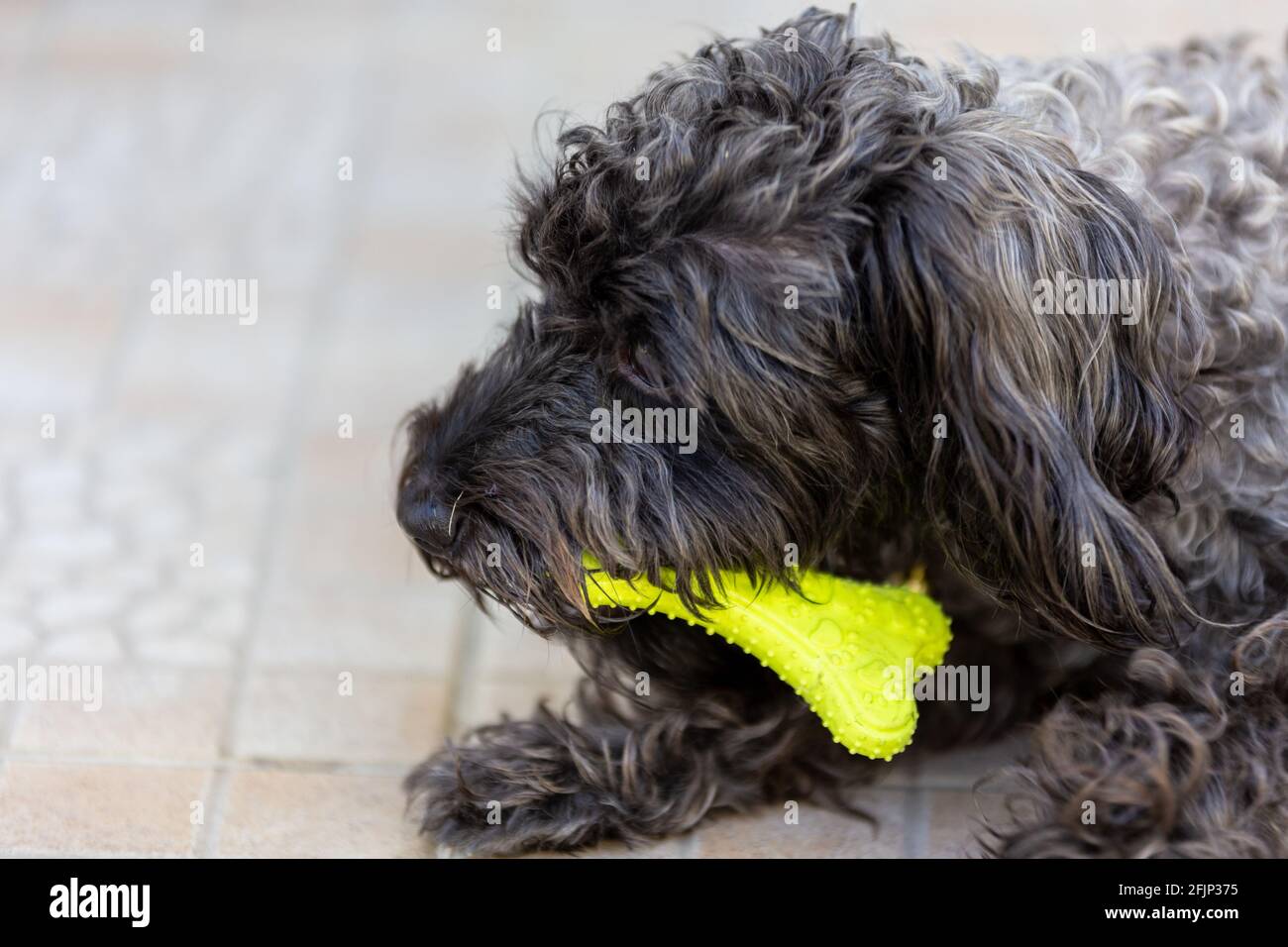 cute puppy sit on floor Stock Photo - Alamy
