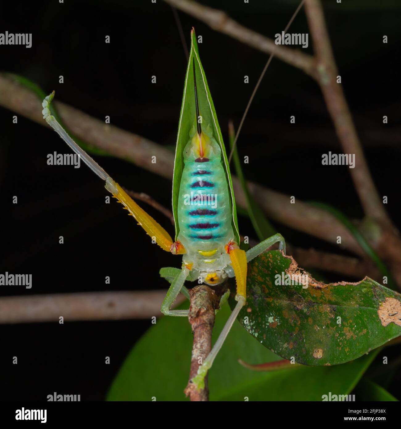 Beautiful Green Katydid hanging on brunches Stock Photo