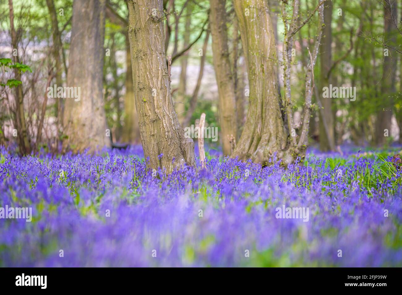 Classic carpet of English Bluebells on the trail in Hertfordshire woods Stock Photo