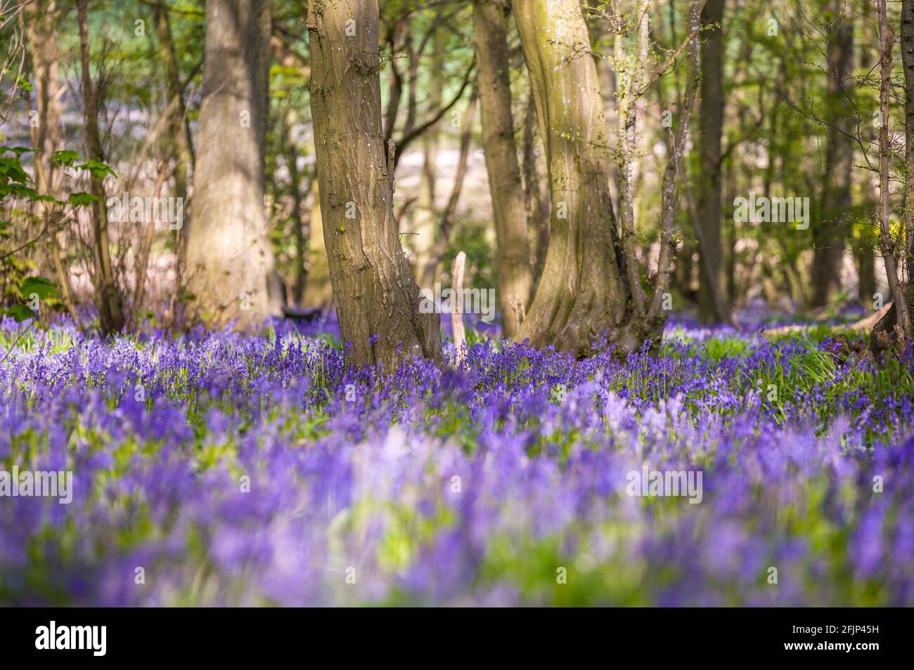 Classic carpet of English Bluebells on the trail in Hertfordshire woods Stock Photo