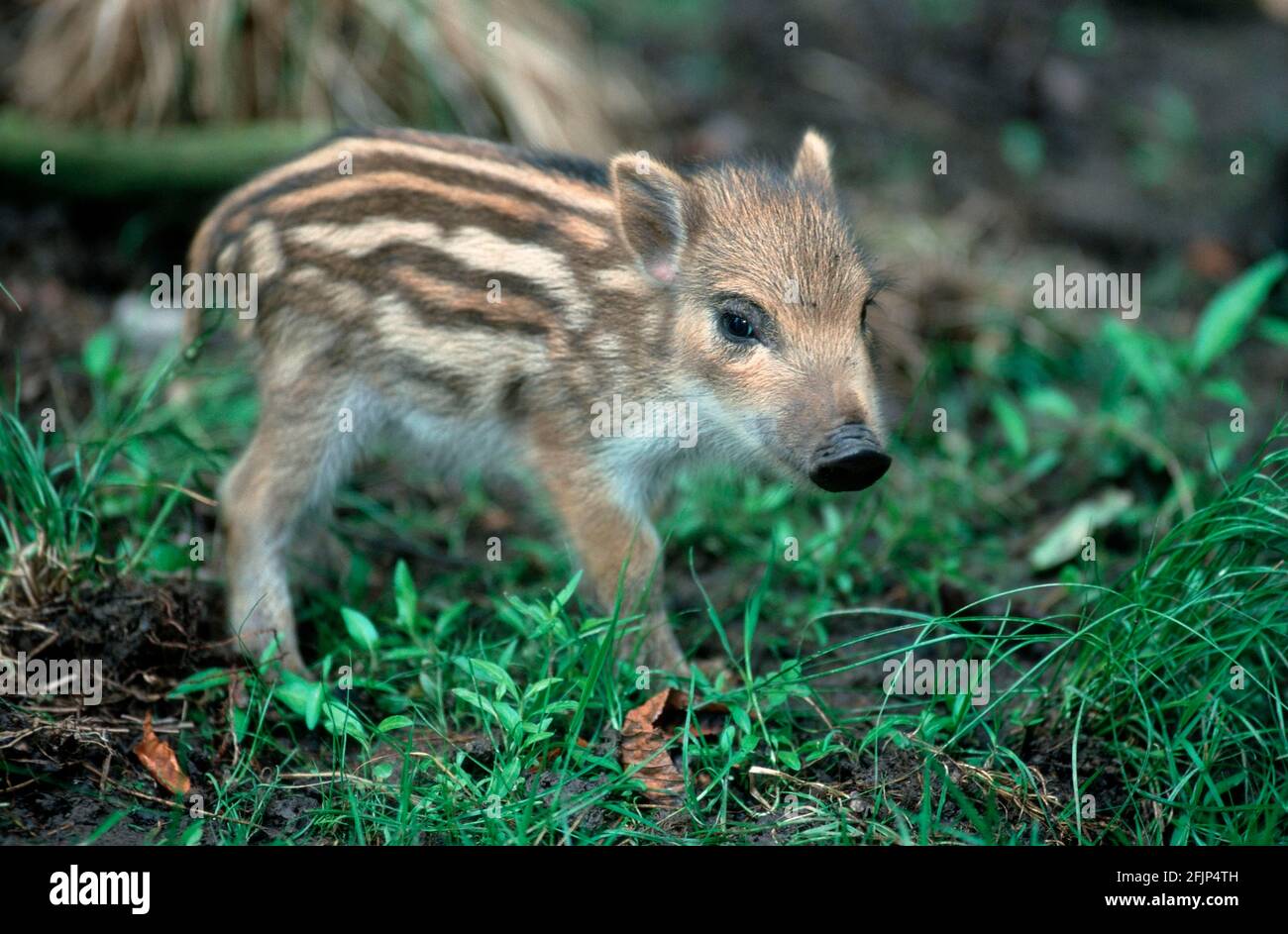 Wild Boars (Sus Scrofa), Young Pig, Piglet, Pig Stock Photo - Alamy