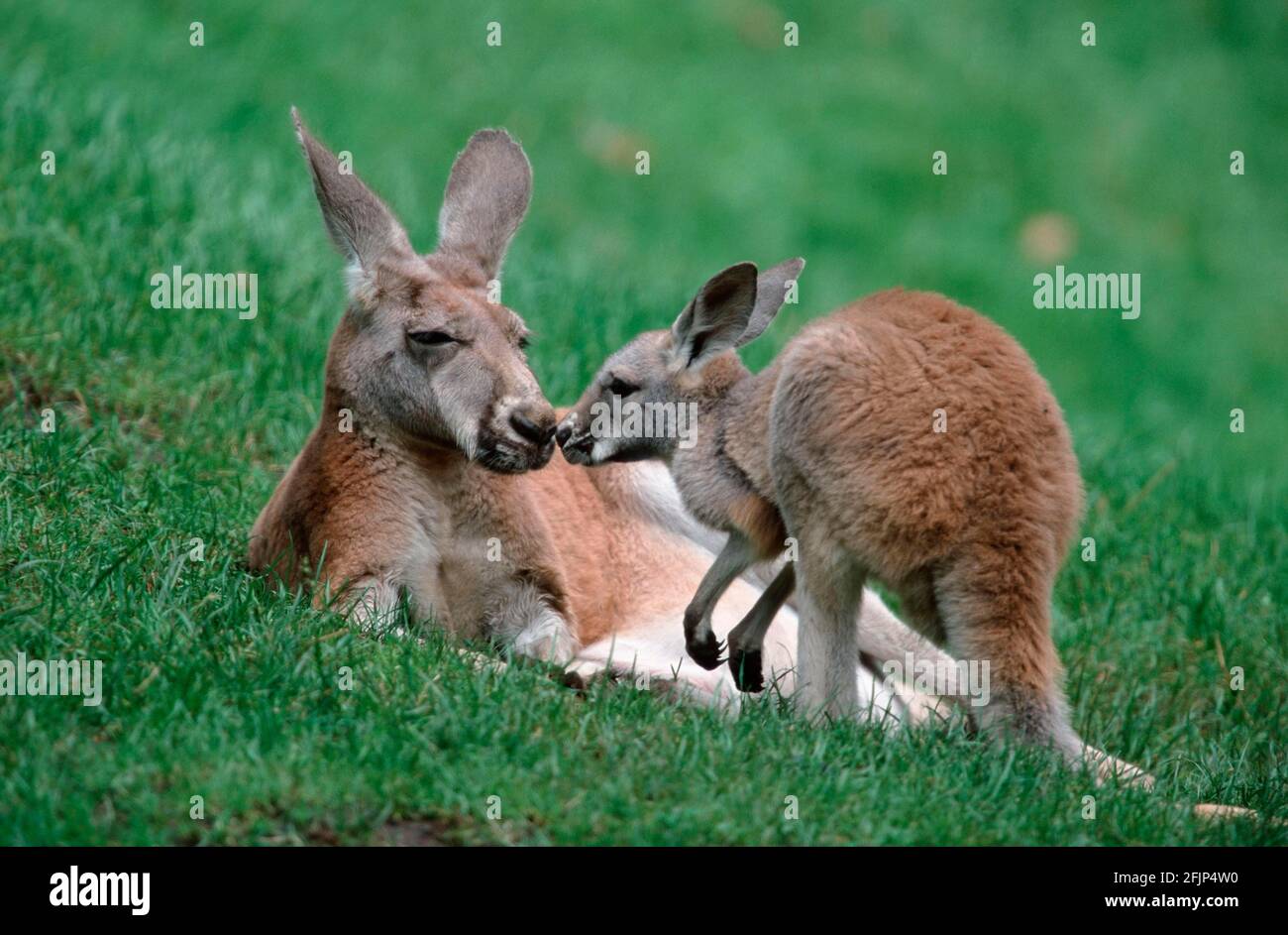 Red kangaroos, Female with young, Red (Macropus rufus) giant kangaroo
