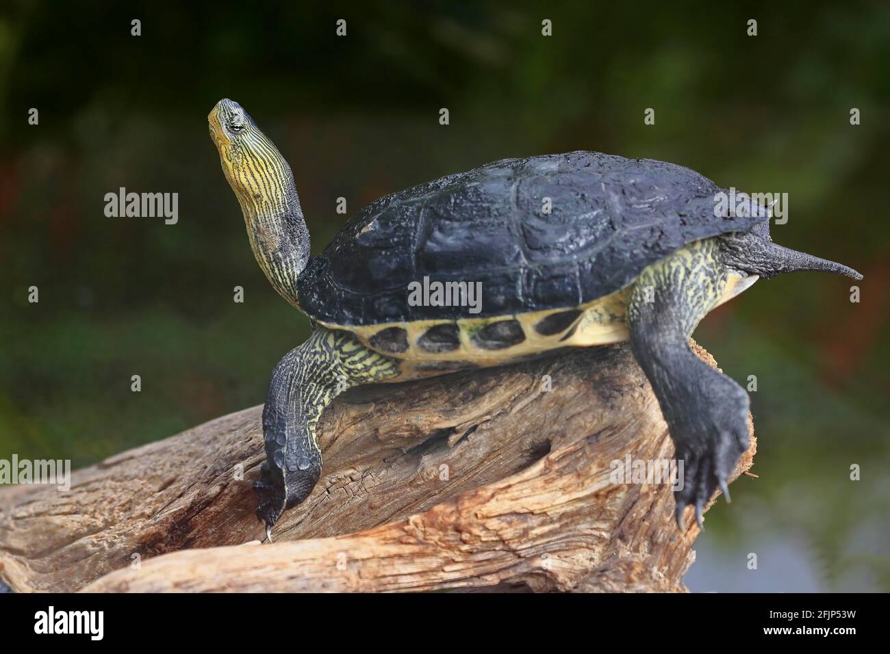Chinese stripe-necked turtle (Ocadia sinensis), adult, resting, captive, China Stock Photo