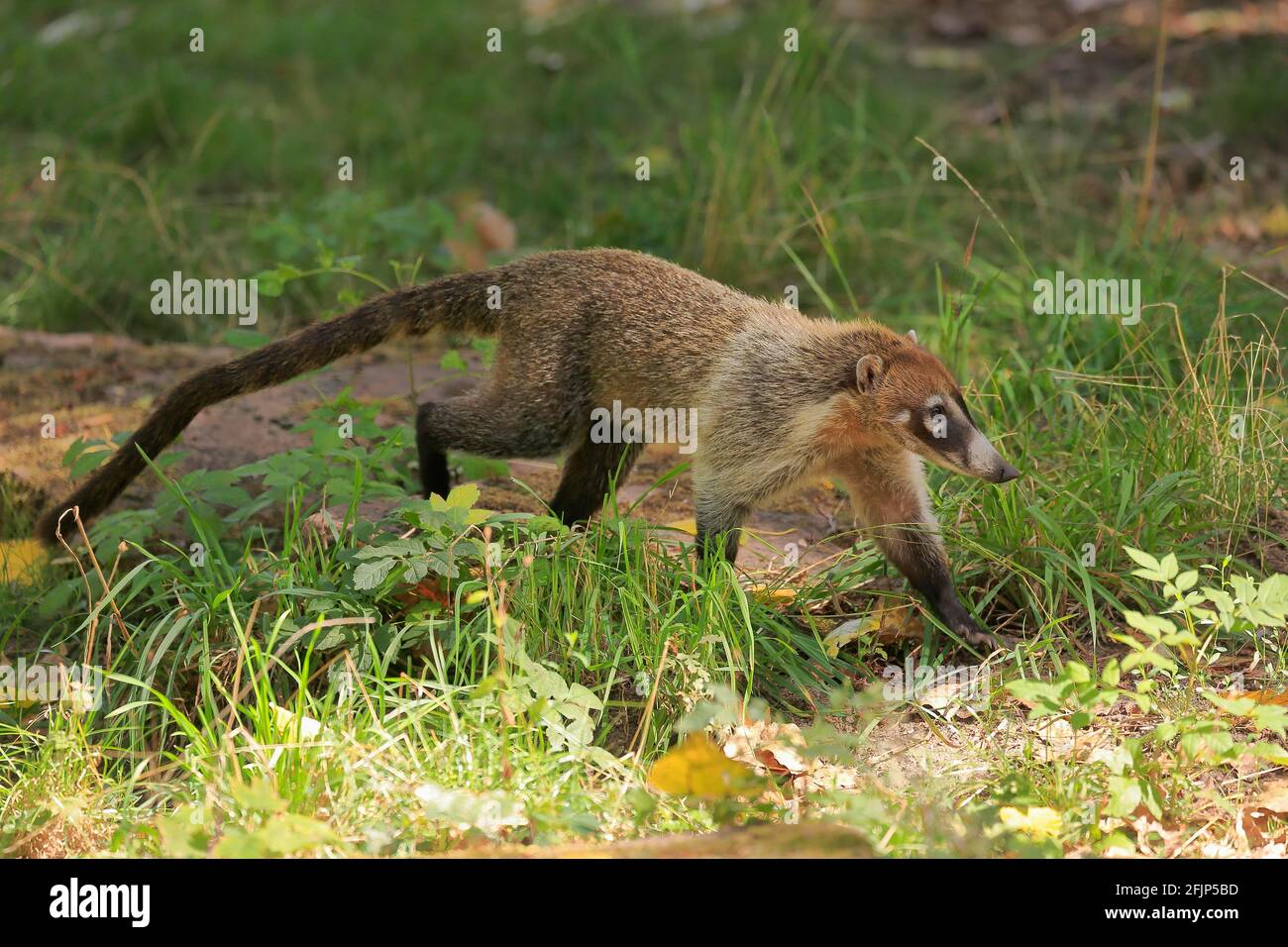 White-trunked coati (Nasua narica), white-trunked bear, adult, running ...