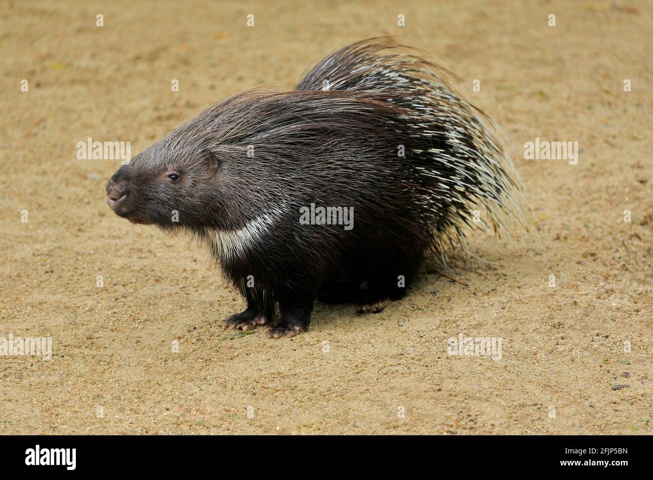 Indian white-tailed porcupine (Hystrix indica), adult, foraging, captive, India Stock Photo