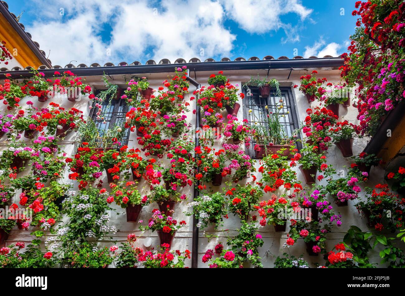 Many red geraniums in flower pots on the house wall, decorated inner courtyard, Fiesta de los Patios, Cordoba, Andalusia, Spain Stock Photo