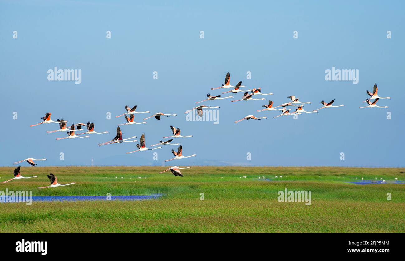 Greater flamingos (Phoenicopterus roseus) in flight, Donana National Park, Huelva Province, Andalusia, Spain Stock Photo