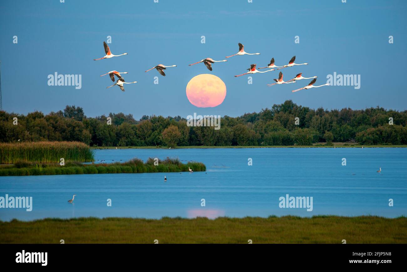 Greater flamingos (Phoenicopterus roseus) in flight, pink flamingos in front of the setting sun over a lake, Donana National Park, Huelva Province Stock Photo