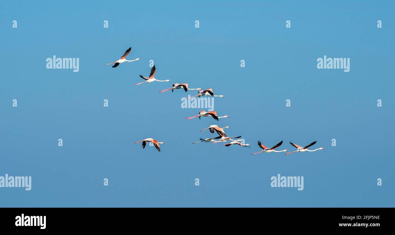 Greater flamingos (Phoenicopterus roseus) in flight against a blue sky, Donana National Park, Huelva Province, Andalusia, Spain Stock Photo