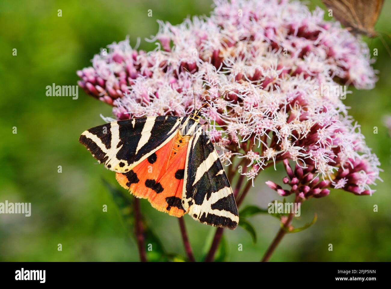 Scarlet tiger moth (Callimorpha dominula), on blossom of water astragalus, Franconia, Bavaria, Germany Stock Photo