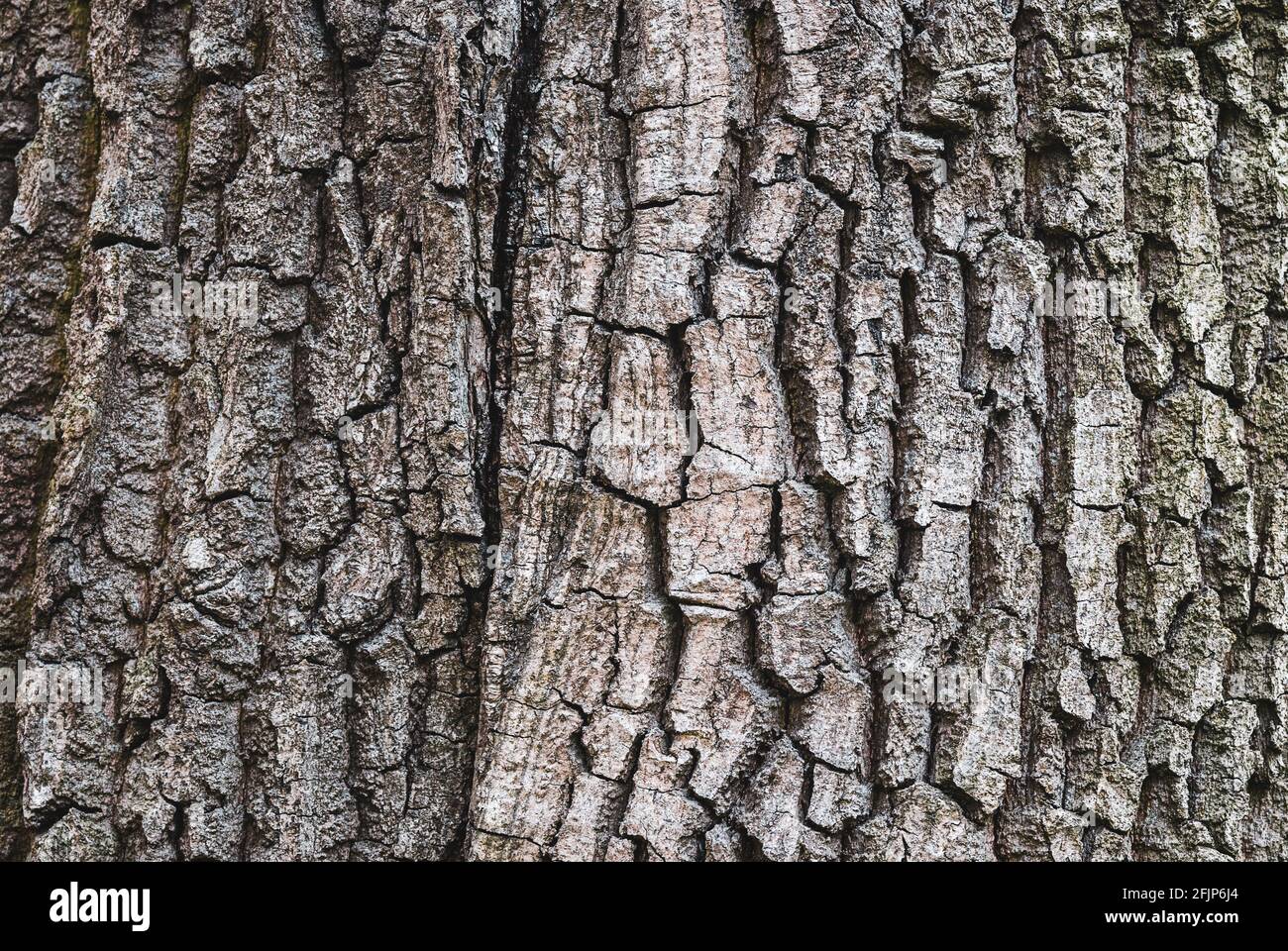 Old tree bark texture, closeup Stock Photo