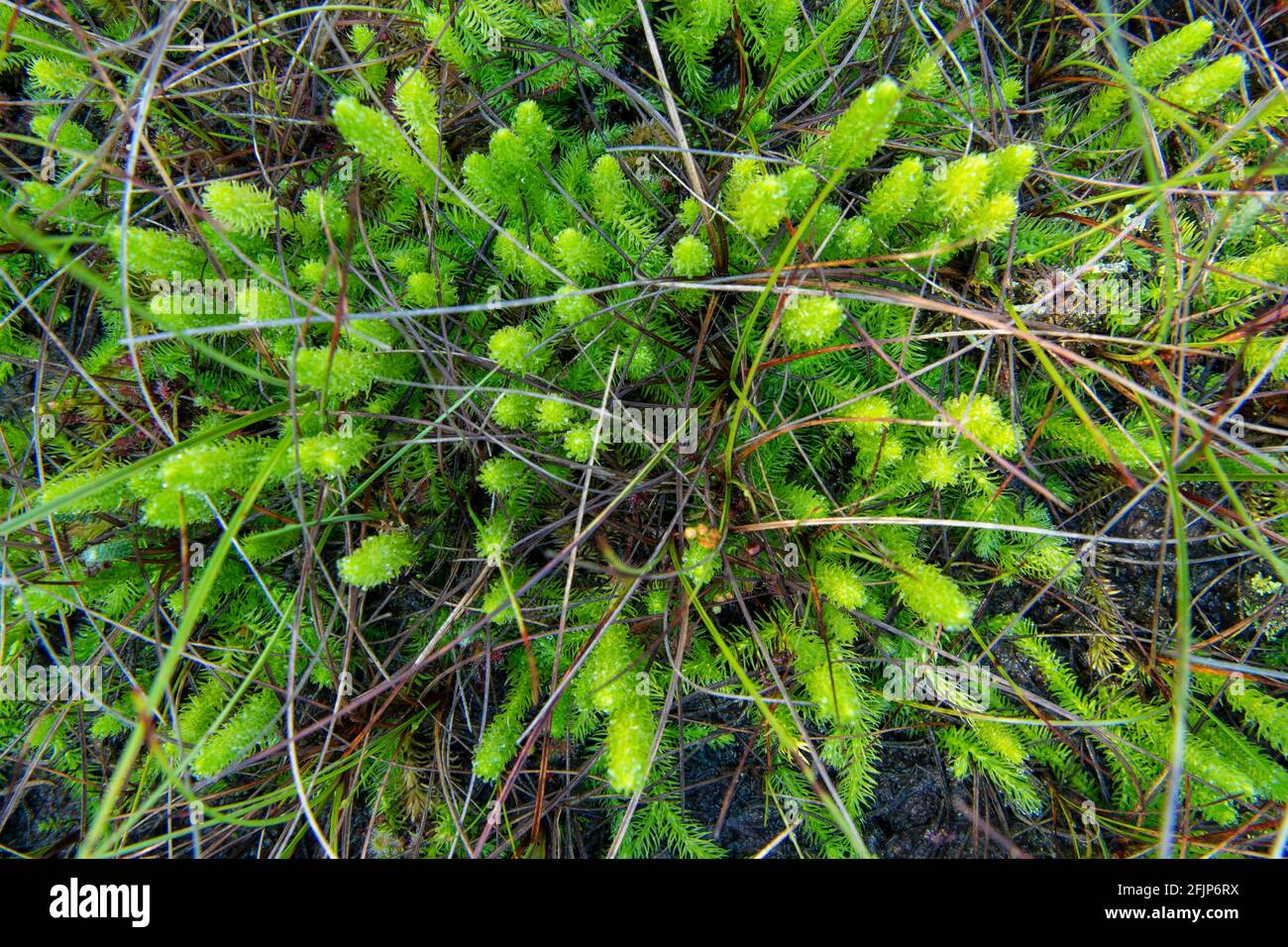 Inundated Club Moss (Lycopodiella inundata), bog clubmoss, high moor, Diepholzer Moorniederung, Wagenfeld, Lower Saxony, Germany Stock Photo