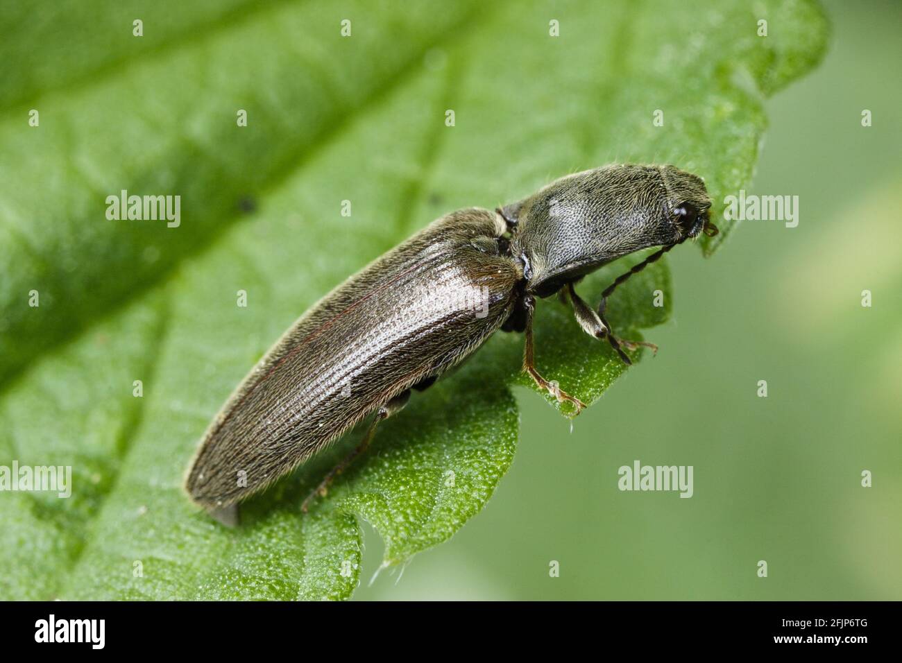 Athous haemorrhoidalis (Athous haemorrhoidalis), common click beetle