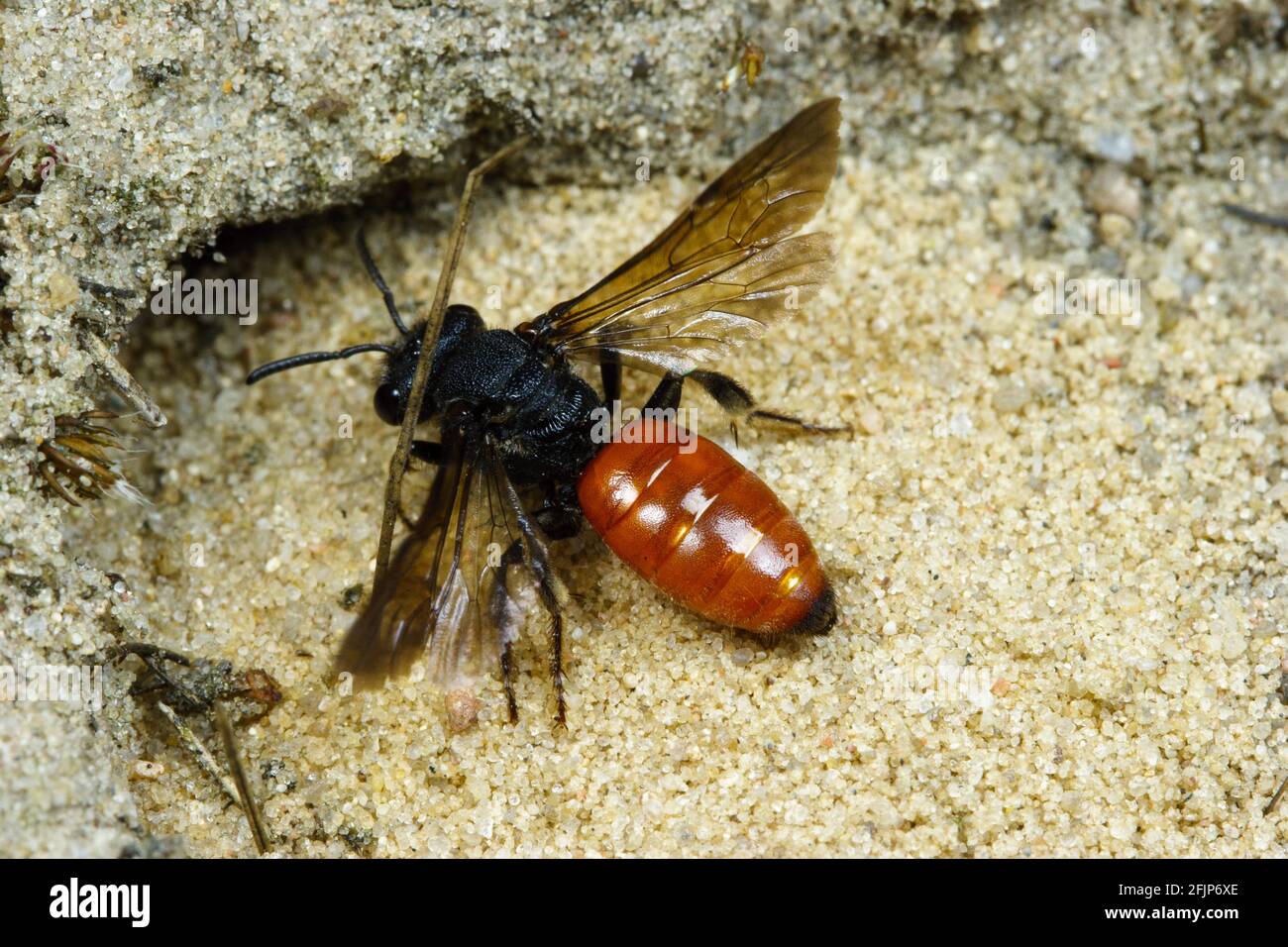 Sphecodes Large (Sphecodes albilabris) blood bee, nature reserve Boberger ...