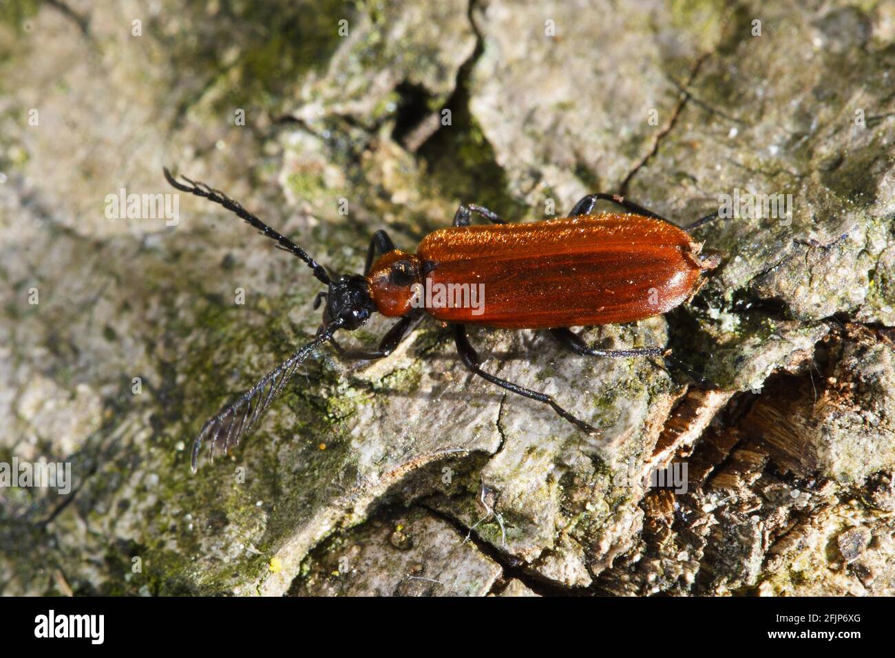 Orange fire beetle, Ahrensburg tunnel valley nature reserve, Hamburg (Schizotus pectinicornis), Germany Stock Photo