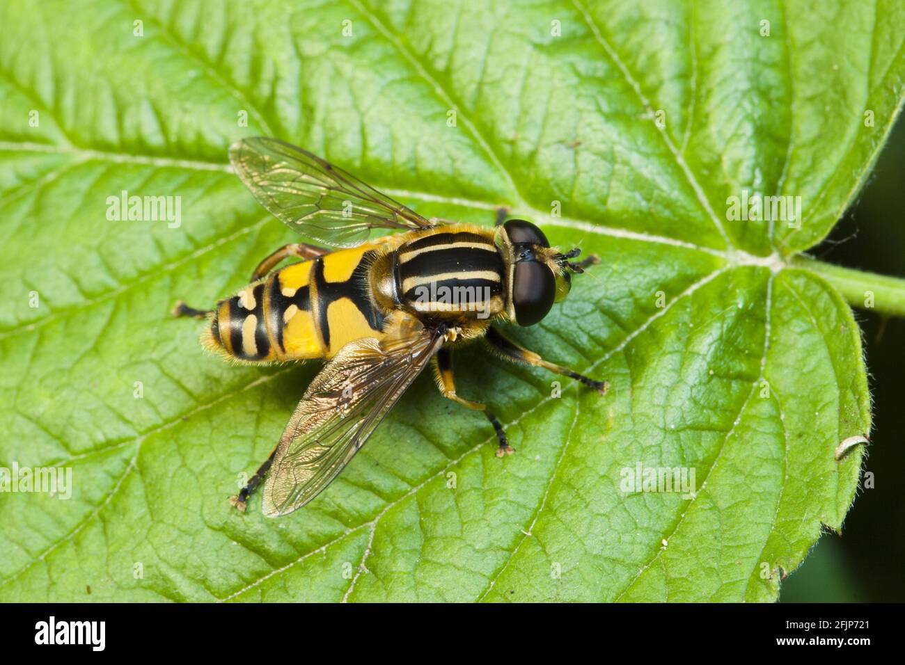 Common marsh hoverfly, Common marsh hoverfly, Common Dangling sunlover (Helophilus pendulus) Stock Photo