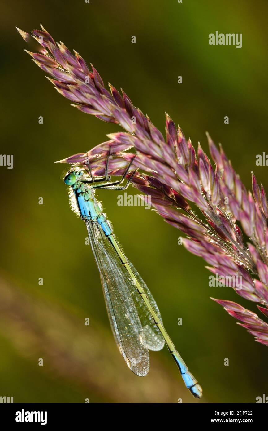 Goblet-marked damselfly (Cercion lindenii), lateral view Stock Photo