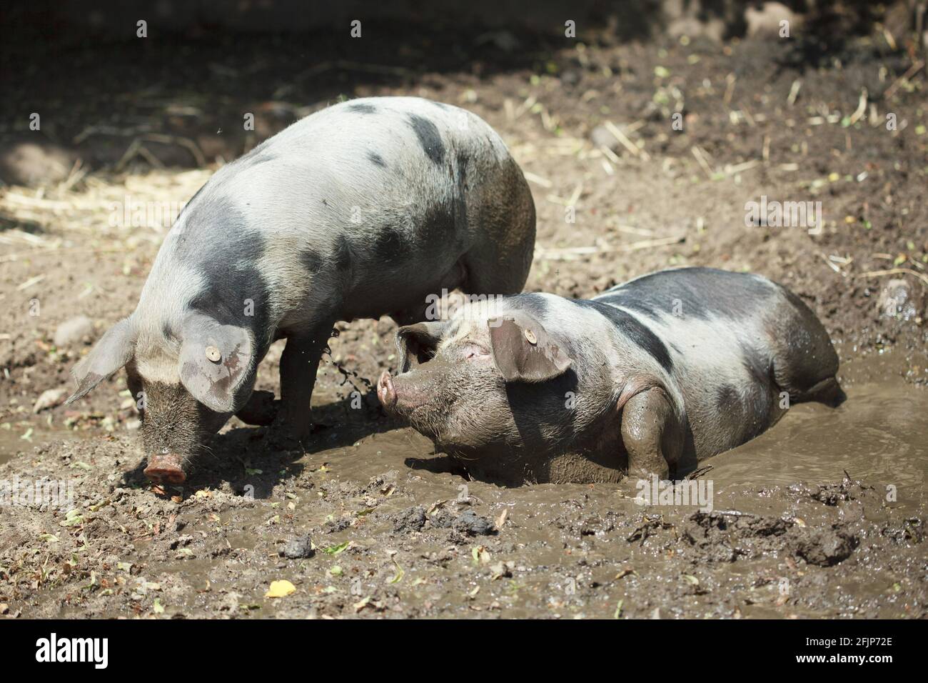 Bunte Bentheimer pig, in wallow, pig, pigs, mud, mud bath Stock Photo ...