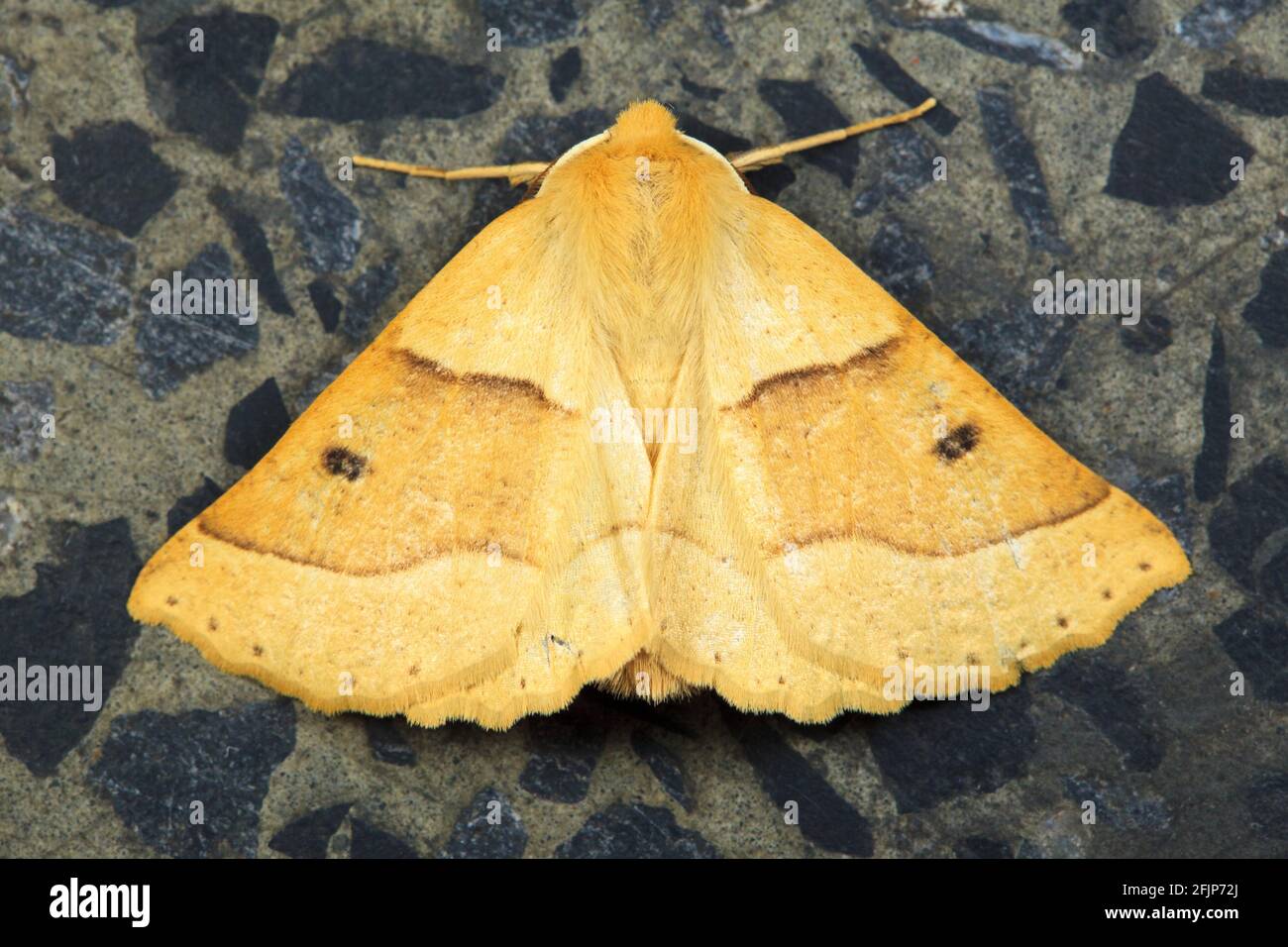 Pale yellow jewel moth (Crocallis elinguaria), Germany Stock Photo