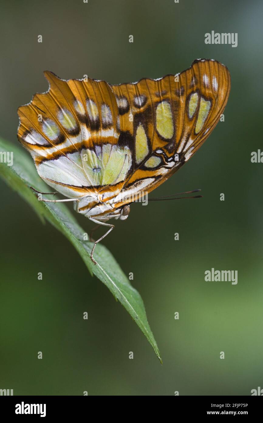 Malachite butterfly owl (Siproeta stelenes), lateral, Mexico Stock Photo