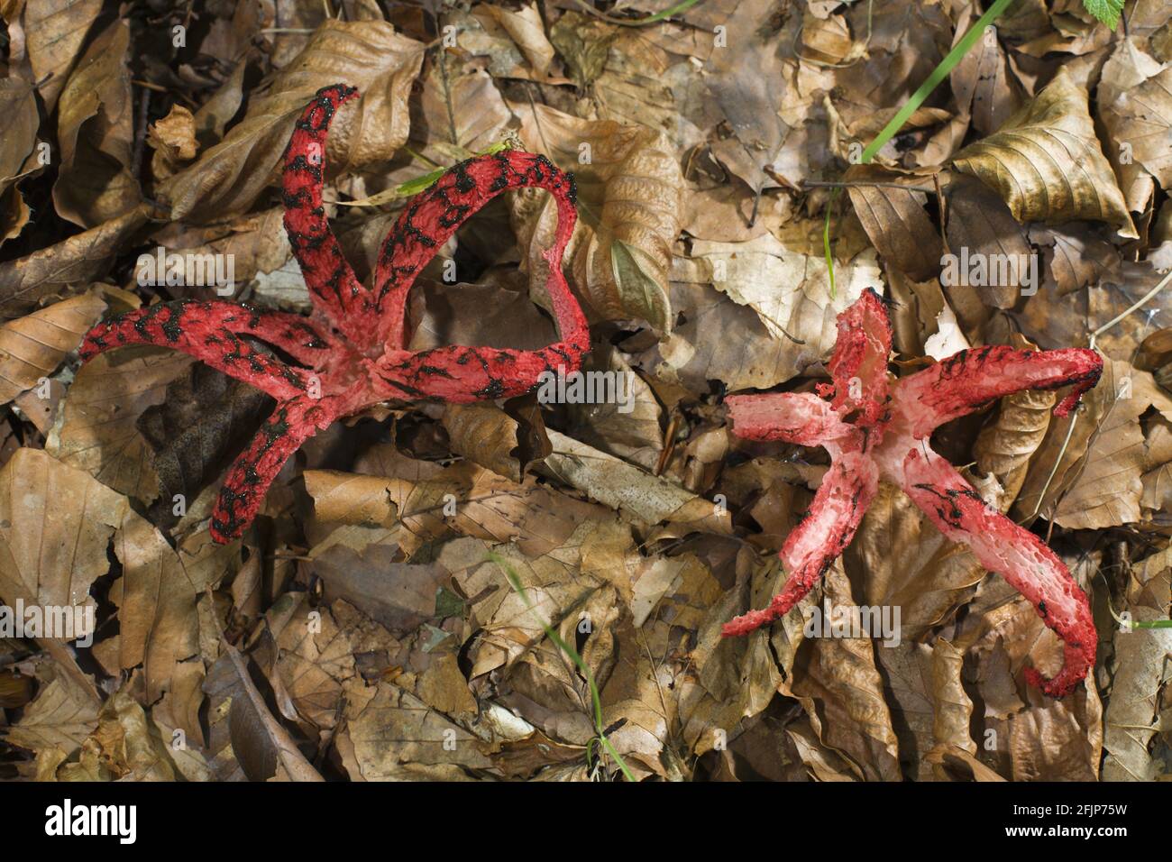 Stink Horn High Resolution Stock Photography And Images Alamy