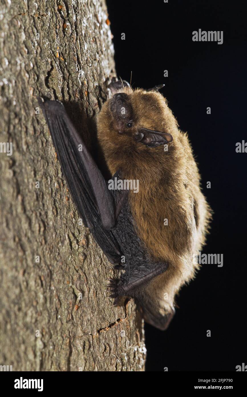 Common Pipistrelle (Pipistrellus pipistrellus) at tree trunkt, Germany