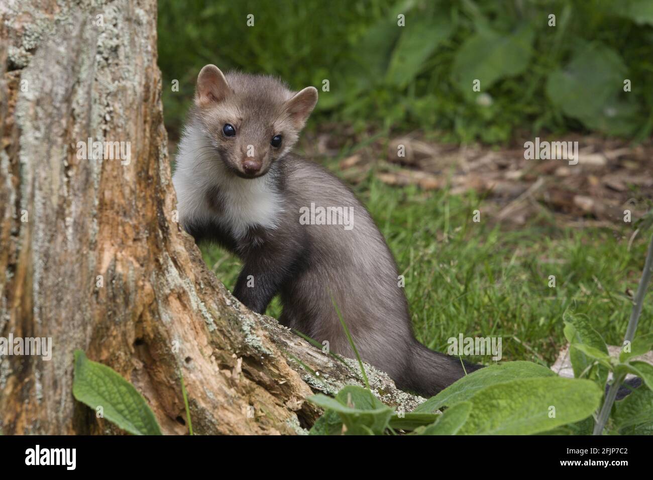 Beech Marten (Martes foina), Germany Stock Photo Alamy