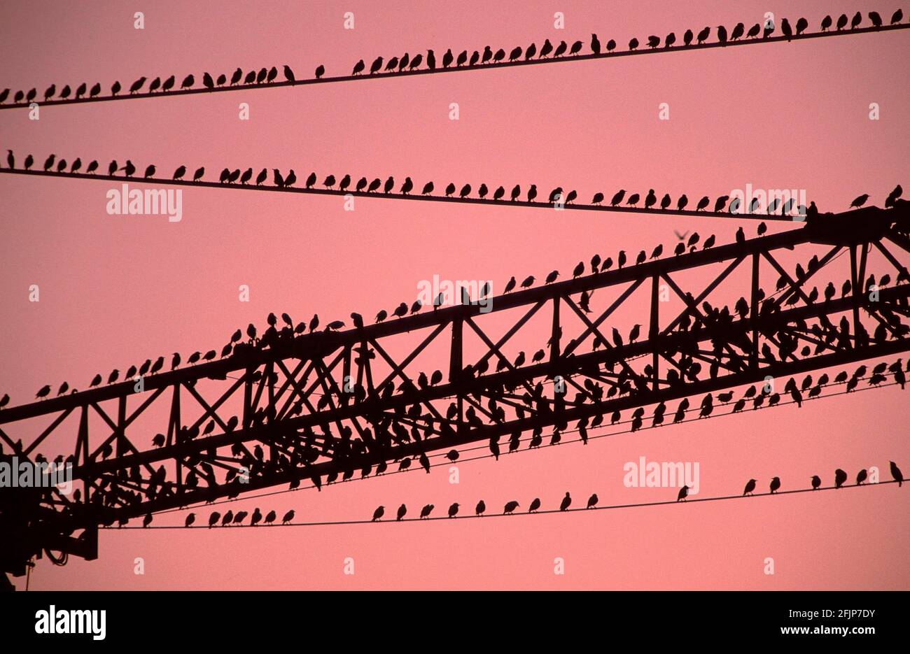Common Starlings resting, Bird migration, migration, migration, resting