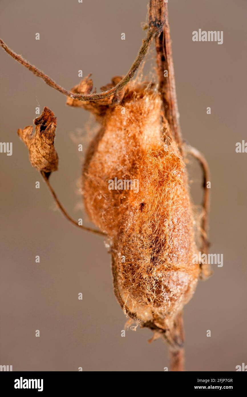 Small emperor moth (Saturnia pavonia), cocoon, Rhineland-Palatinate, Germany Stock Photo