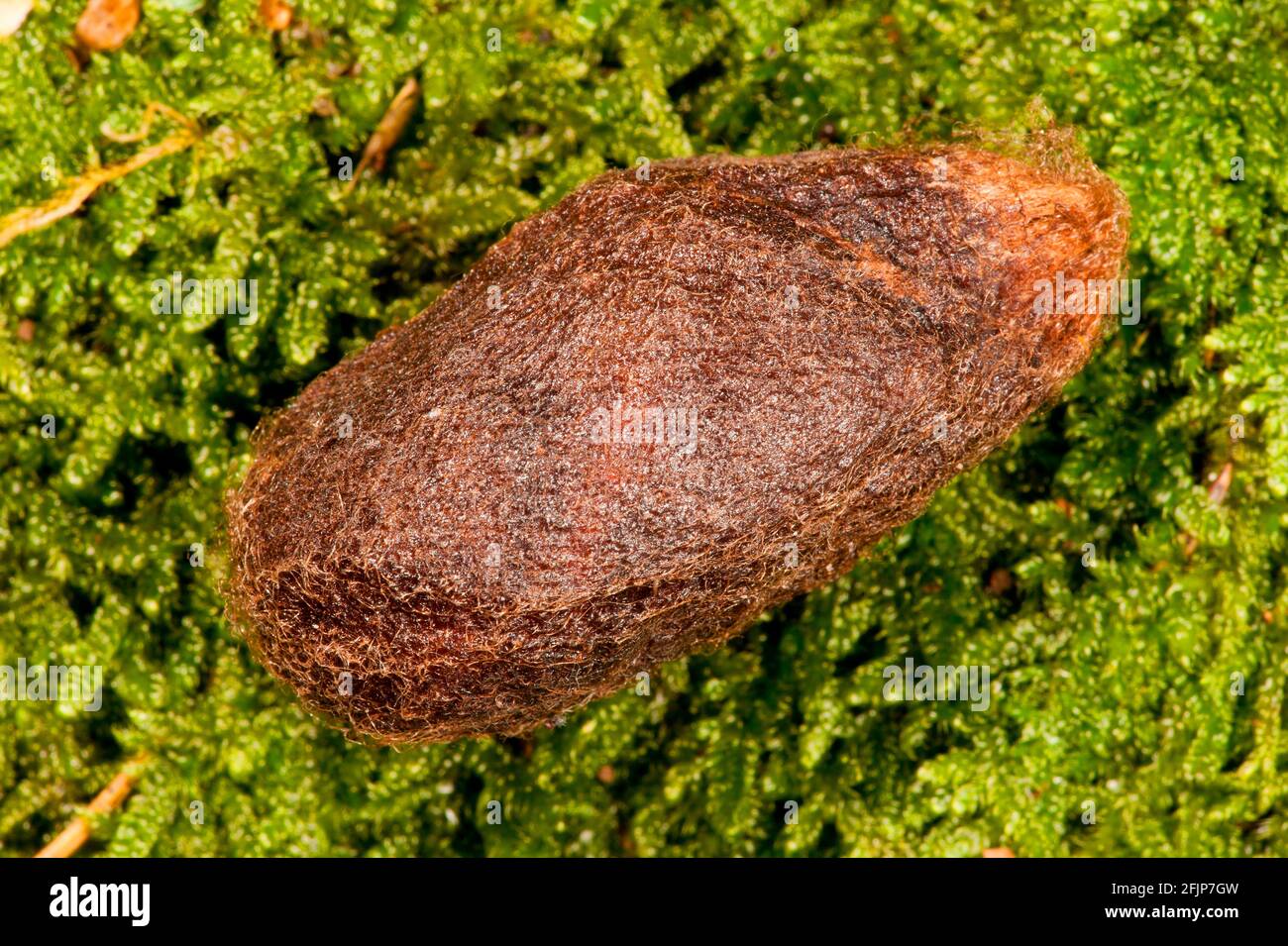 Saturnia pyri (Saturnia pyri), cocoon, Rhineland-Palatinate, Germany Stock Photo