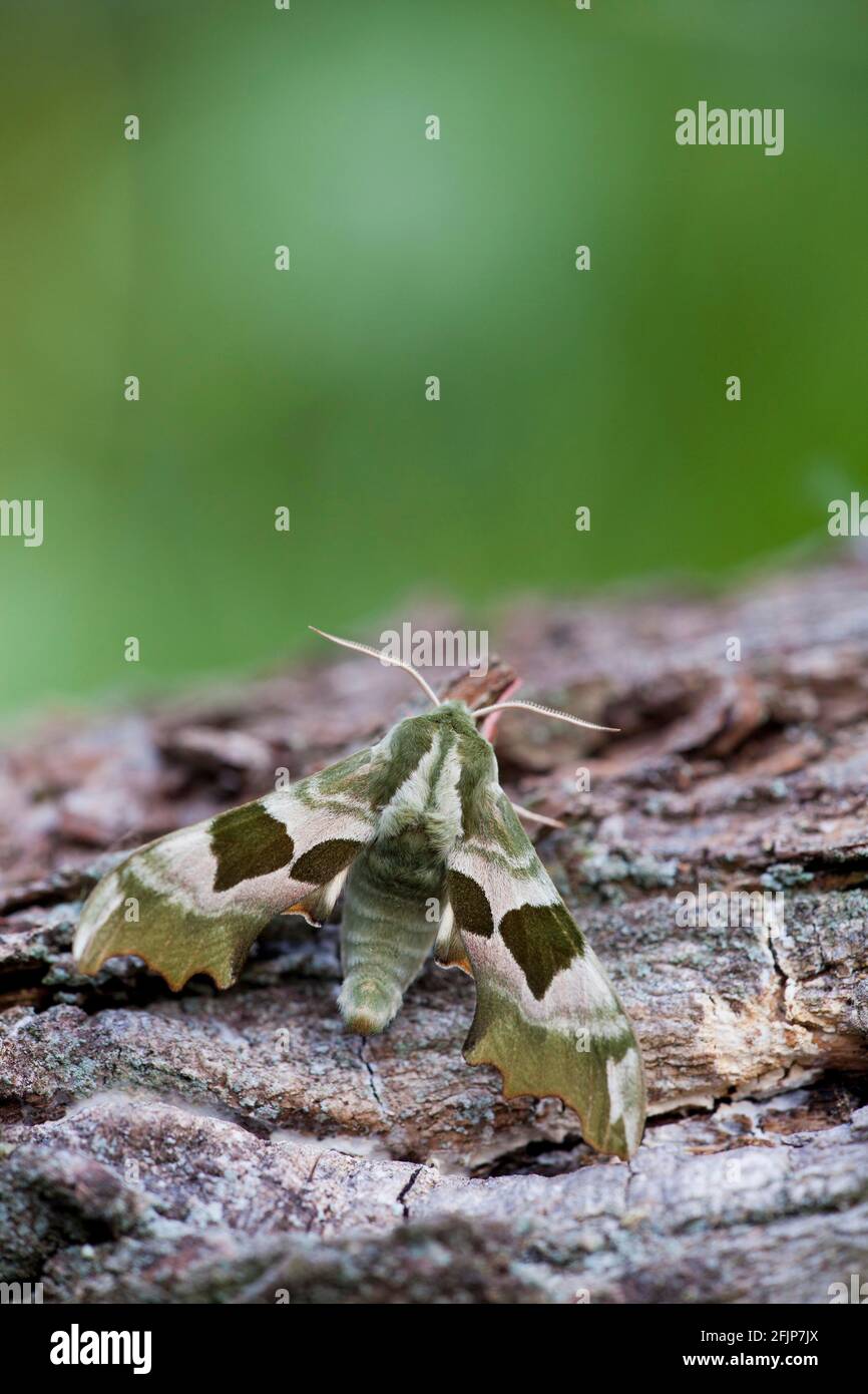 Lime Hawk-moth (Mimas tiliae) Rhineland-Palatinate, Germany Stock Photo