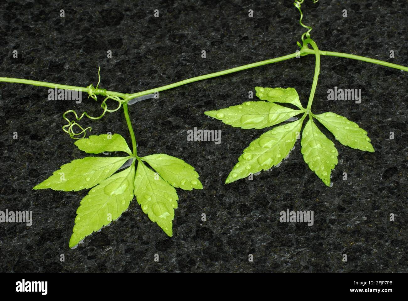 GOARTEA 250g (8.8oz) Supreme Organic Seven Leaf Jiao Gu Lan Jiaogulan