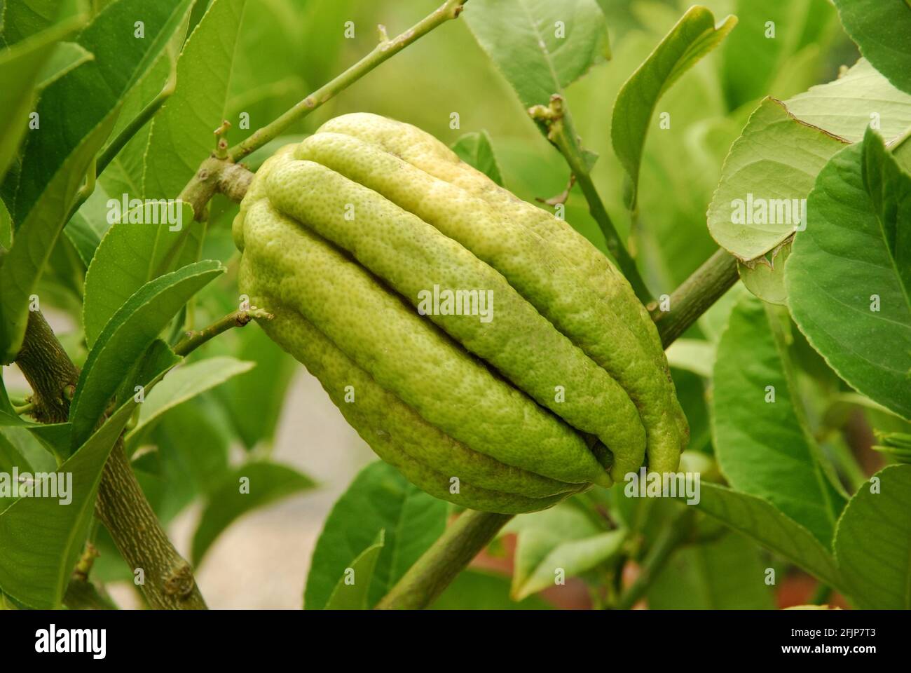 Lemon Lemon (Citrus medica) (Citrus medica var. sarcodactylis) Lemon, Bhudda's hand Stock Photo