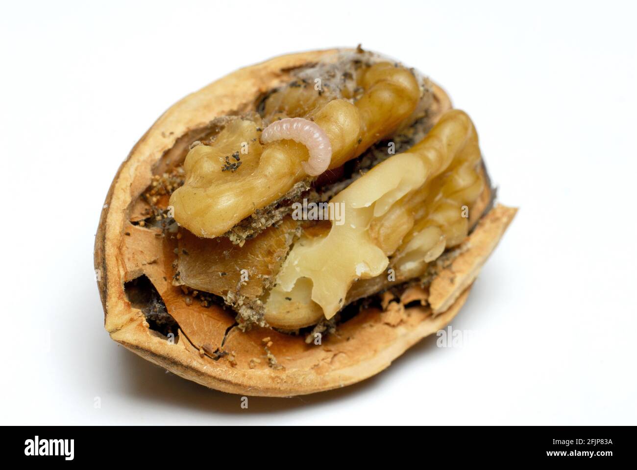 Walnut (Juglans regia) with worm infestation, spoiled, inedible, maggot Stock Photo