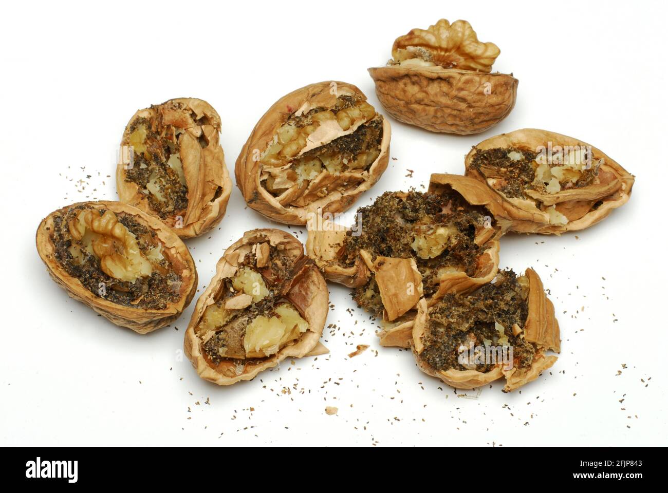 Walnuts (Juglans regia) with worm infestation, spoiled, inedible, maggot Stock Photo