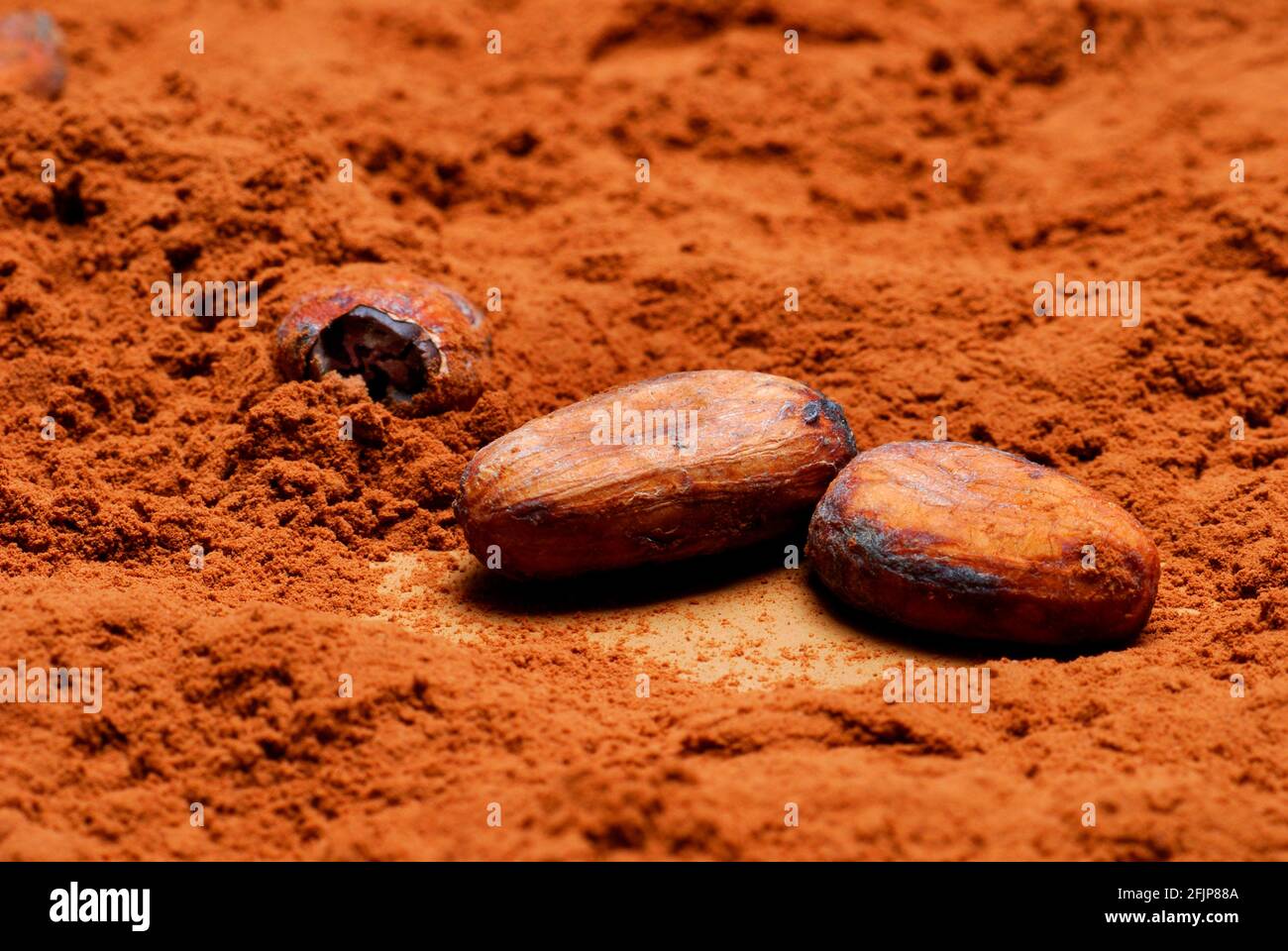 Cocoa beans and cocoa powder (Theobroma cacao) , cocoa beans, cocoa powder Stock Photo