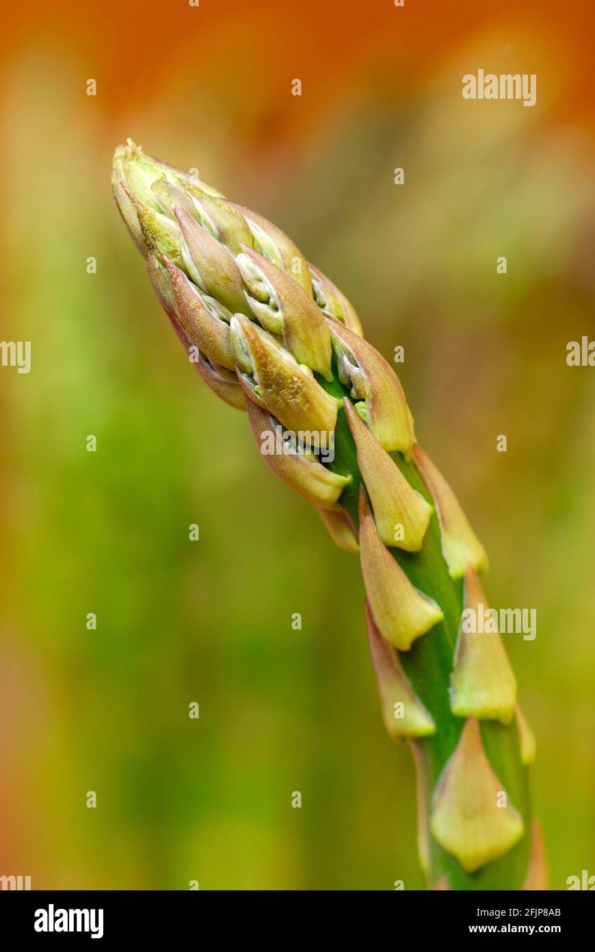 Green Garden asparagus (Asparagus officinalis) Green Stock Photo Alamy