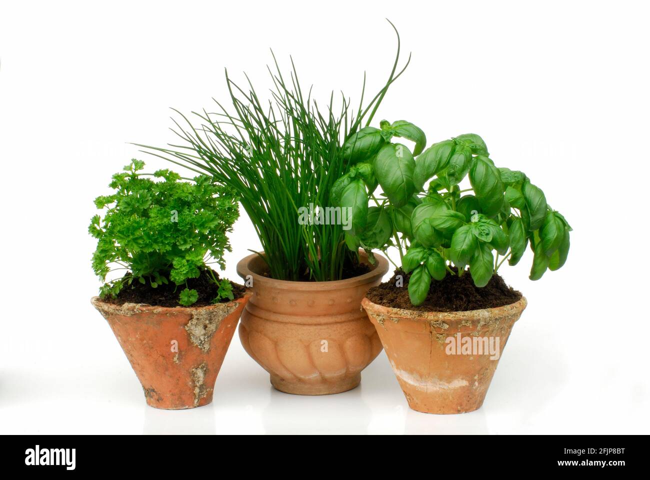 Curly parsley, Chive (Allium schoenoprasum) and Basil (Ocimum basilicum) in pots (Petroslinum crispum) Stock Photo