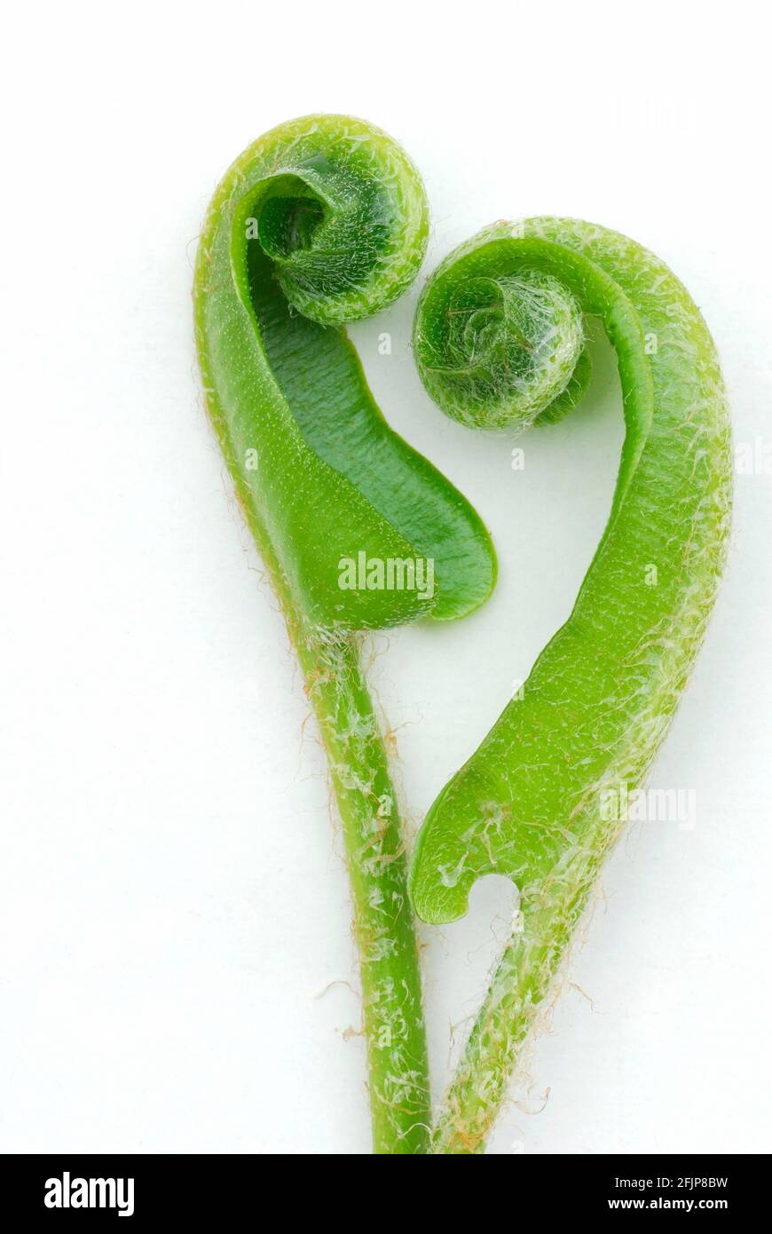 Asplenium scolopendriumunrolling leaves (Phyllitis scolopendrium, Asplenium scolopendrium) () , deer tongue Stock Photo