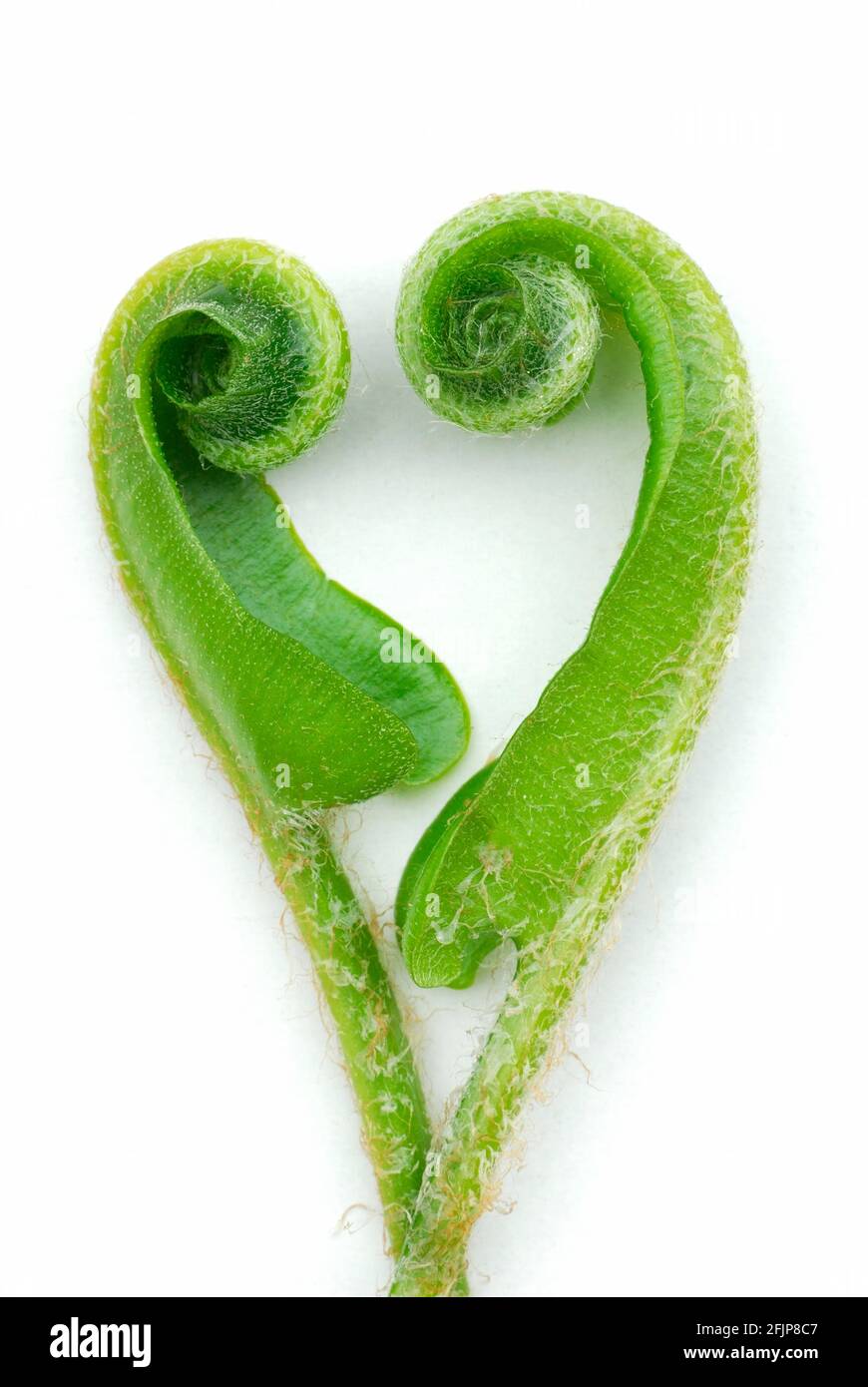 Asplenium scolopendriumunrolling leaves (Phyllitis scolopendrium, Asplenium scolopendrium) () , deer tongue, heart-shaped, heart Stock Photo