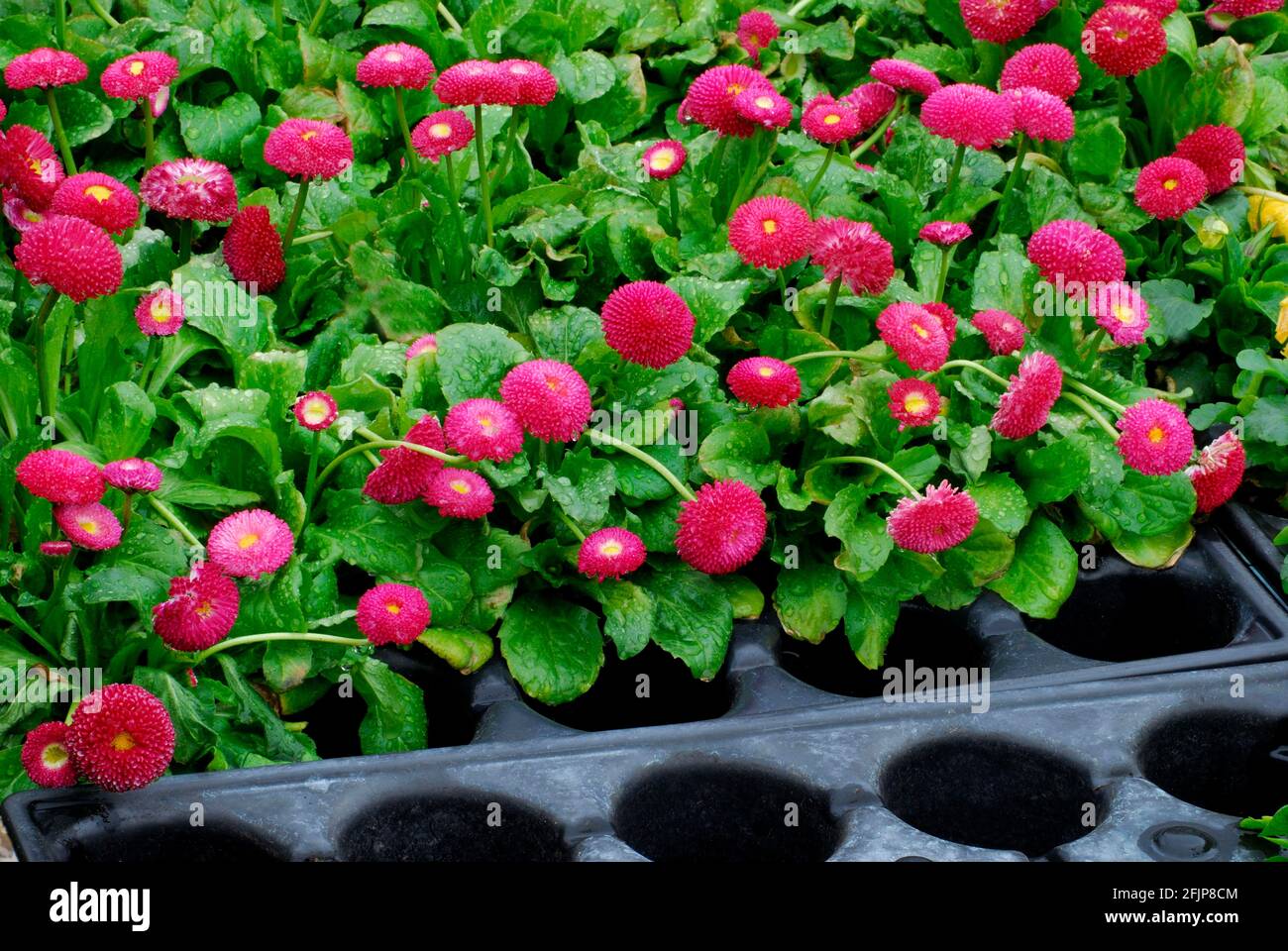 Common daisy (Bellis perennis), , Cultivation in container, Growing container Stock Photo