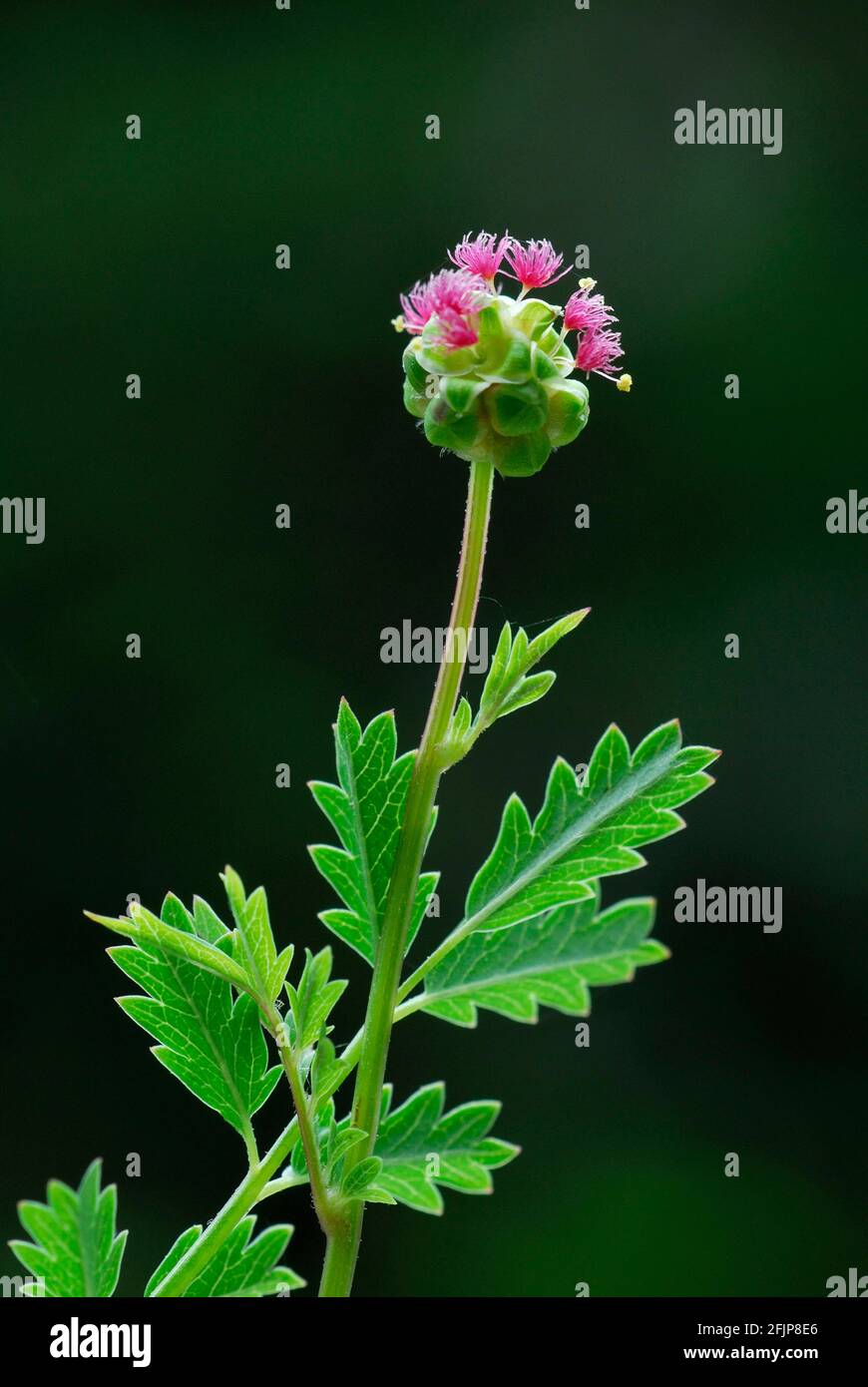 Red saxifrage (Pimpinella saxifraga) Stock Photo