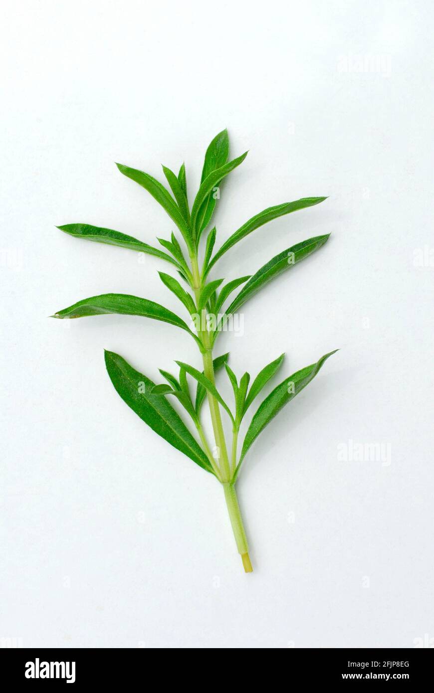 Winter savory (Satureja montana), Mountain savory, Savory Stock Photo