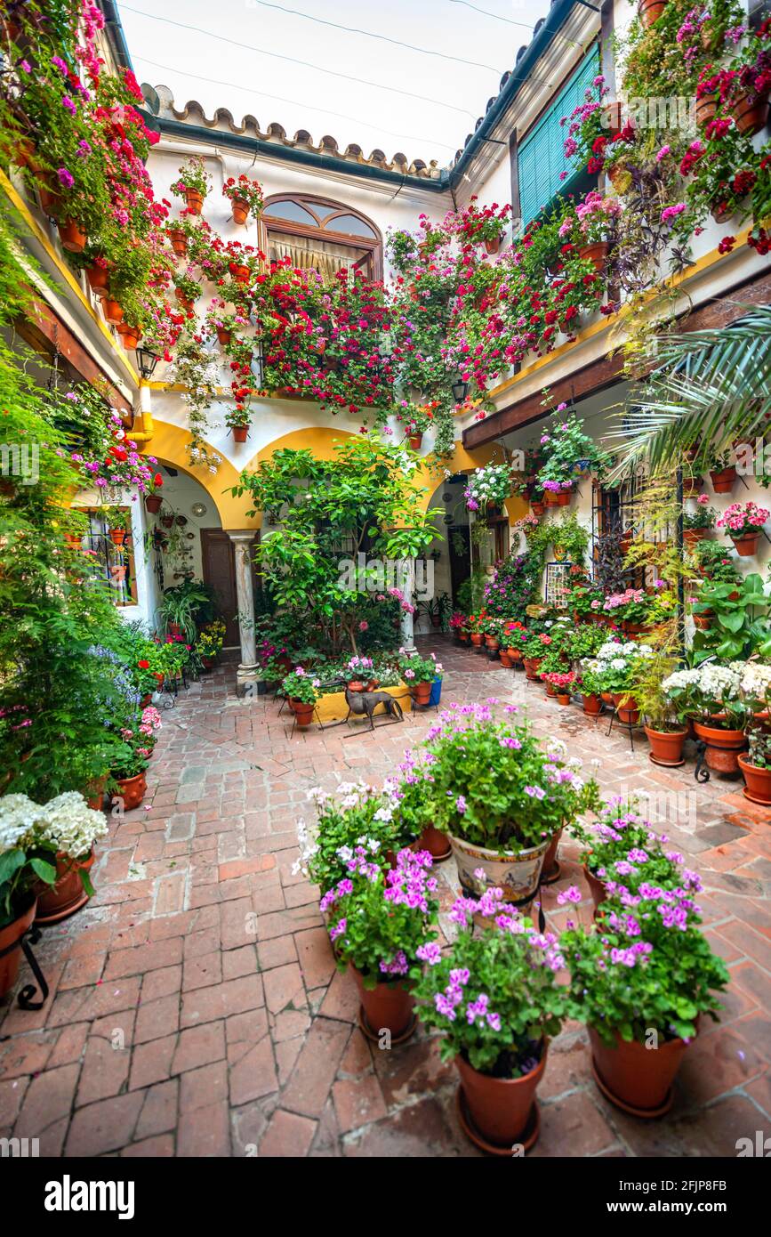 Patio decorated with flowers, geraniums in flower pots on the house wall,  Fiesta de los Patios, Cordoba, Andalusia, Spain Stock Photo - Alamy