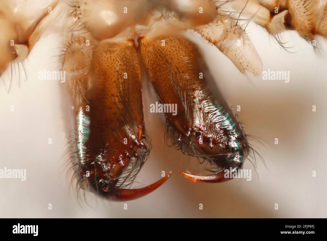 House angle spider, jaw claws (Tegenaria artica) Stock Photo
