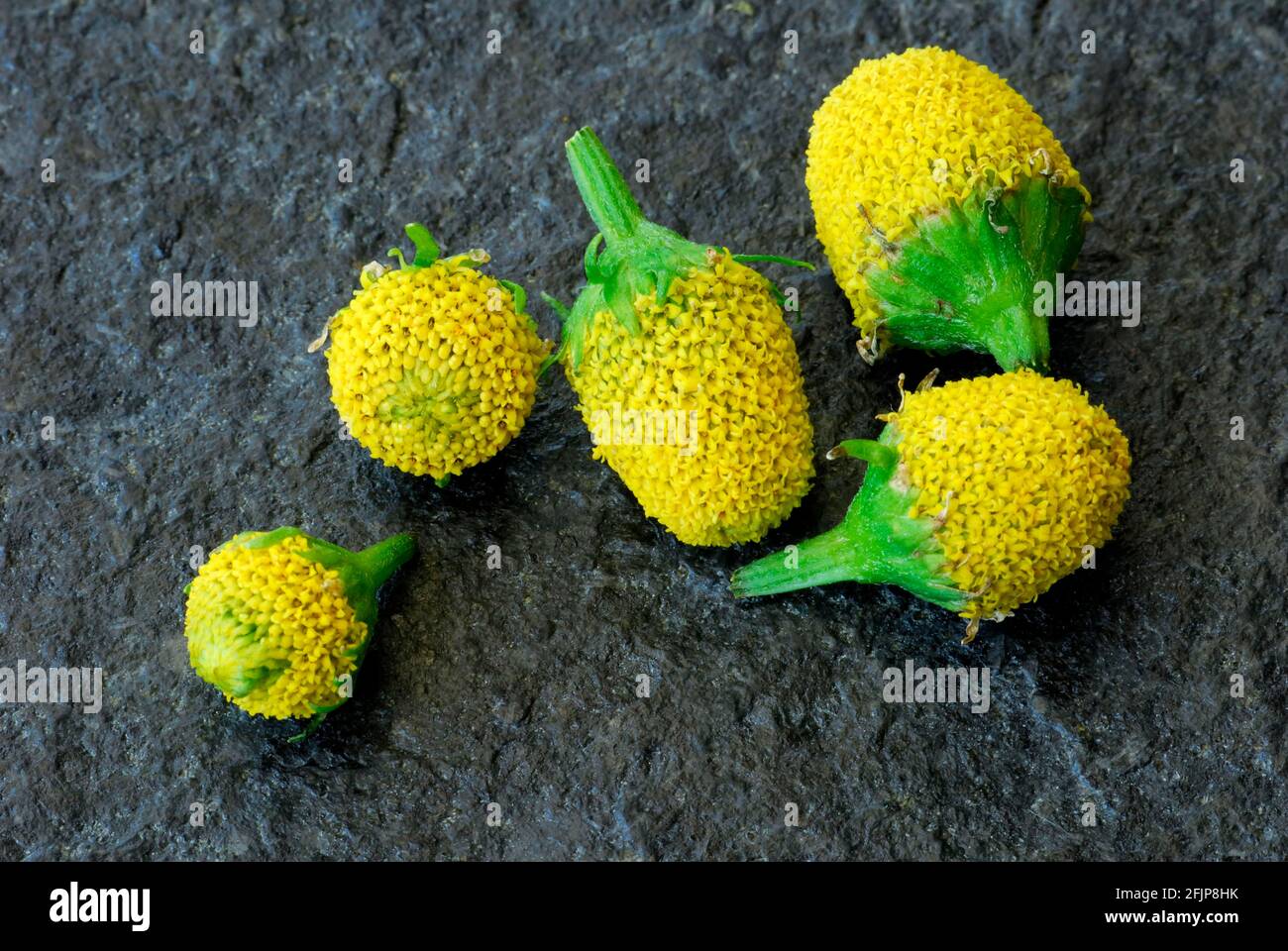 Paracress (Spilanthes oleracea) (Acmella oleracea), tingling button, toothache plant Stock Photo