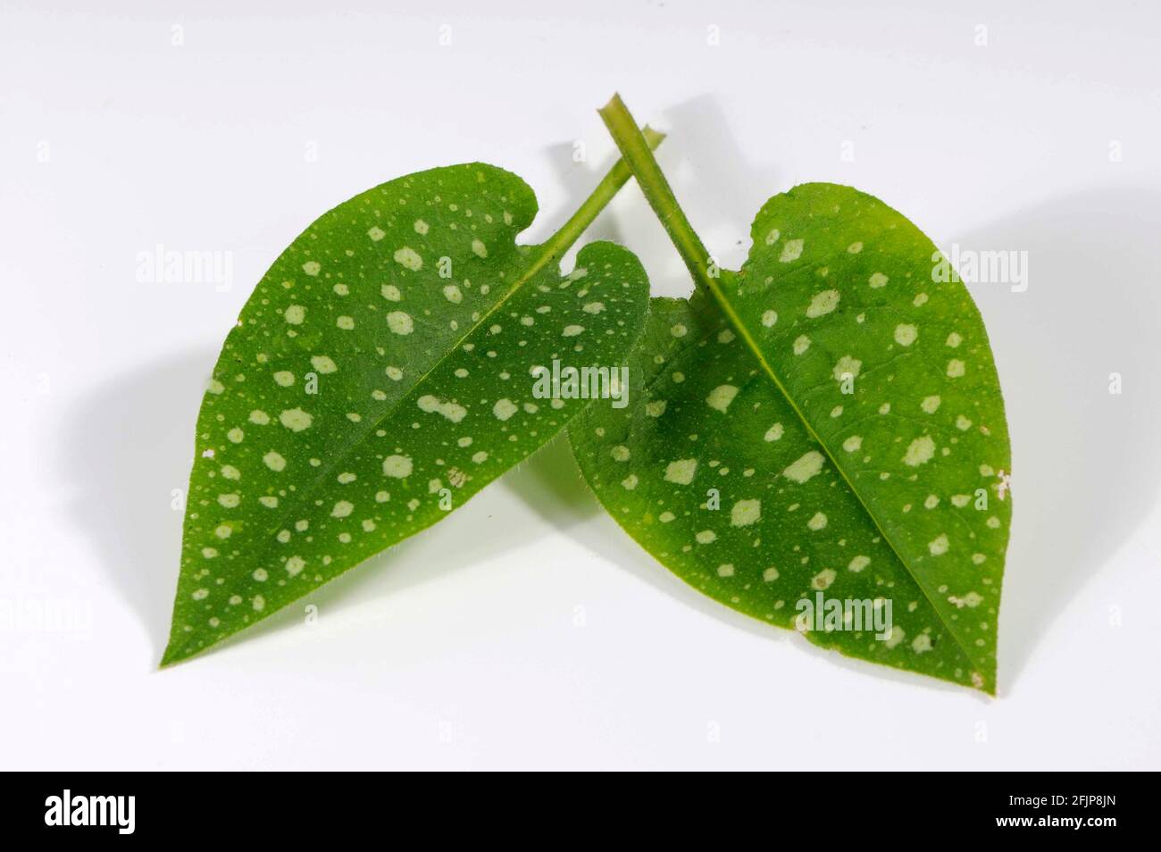 Common lungwort (Pulmonaria officinalis), leaves Stock Photo - Alamy