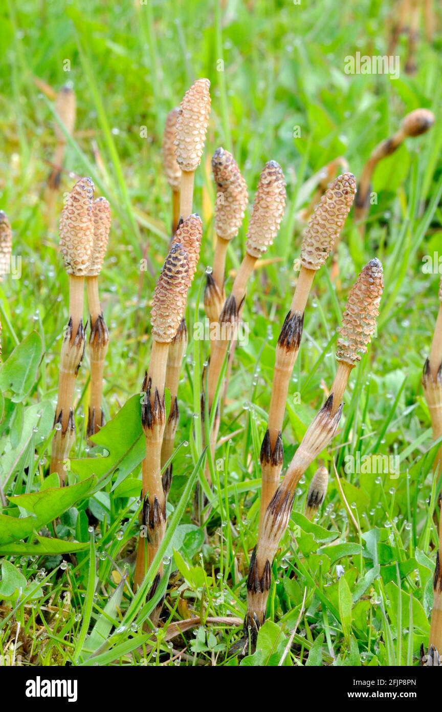 Field horsetail (Equisetum arvense) / Stock Photo
